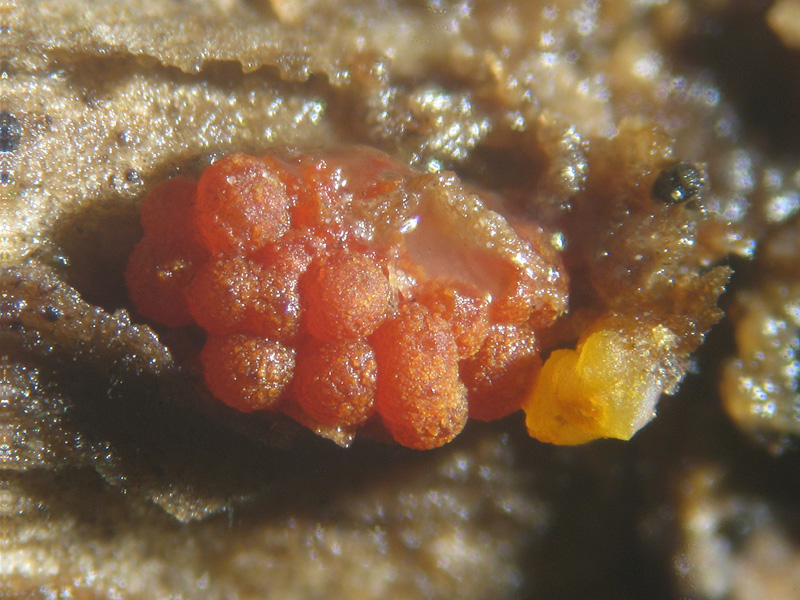 Nectria